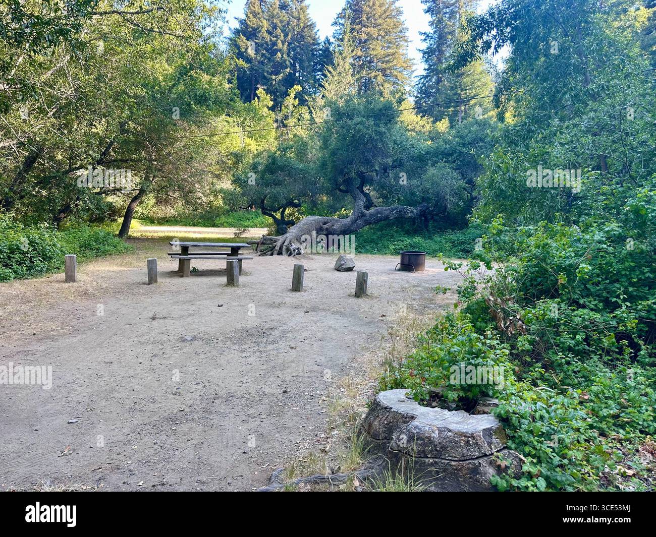 Rustic campsite with picnic table, fire ring, and surrounding trees in Pfeiffer Big Sur State Park, California, USA. A quiet outdoor setting - Smartphone Captured Stock Image
