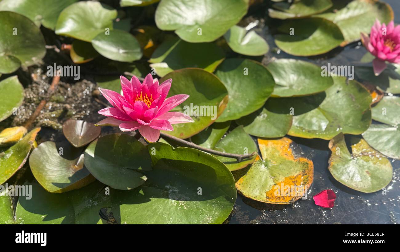 A pink water lily called Nymphaea - Smartphone Captured Stock Image
