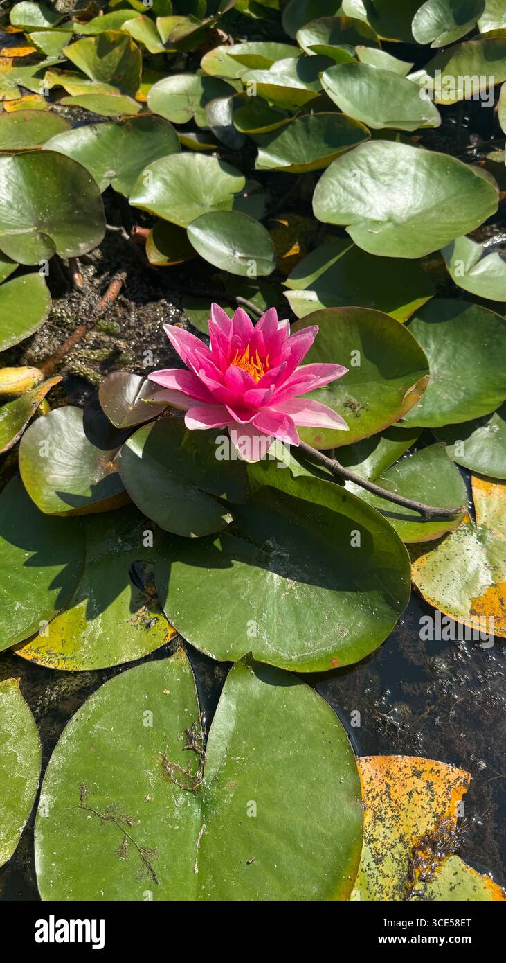 A pink water lily called Nymphaea - Smartphone Captured Stock Image