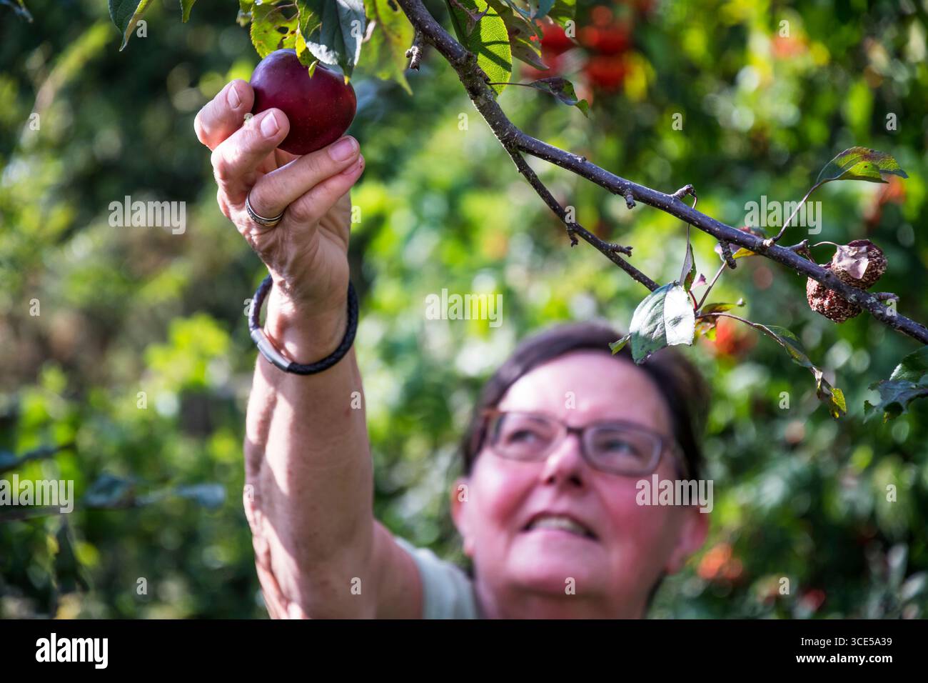 Woman picking a red apple in her garden. Stock Photo