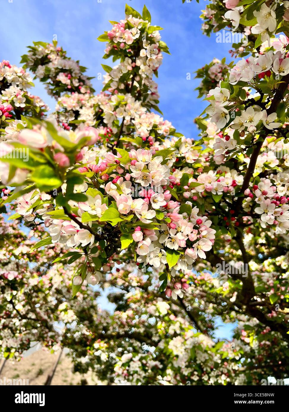 Bright yellow wildflower with raindrops on petals, fresh and vibrant nature close-up in summer garden. - Smartphone Captured Stock Image