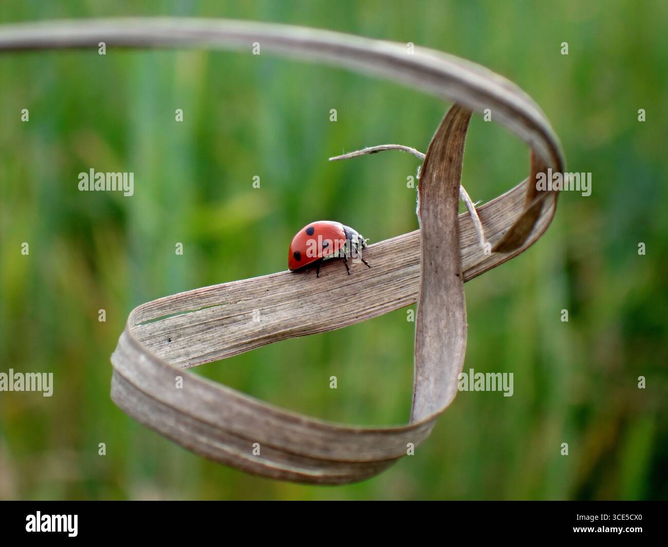 Ladybug on dry grass Stock Photo