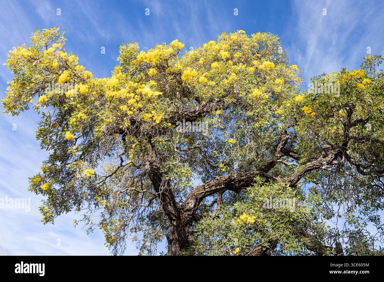 Tree Of Gold Caribbean trumpet tree, silver trumpet tree, tree of gold (Tabebuia ...