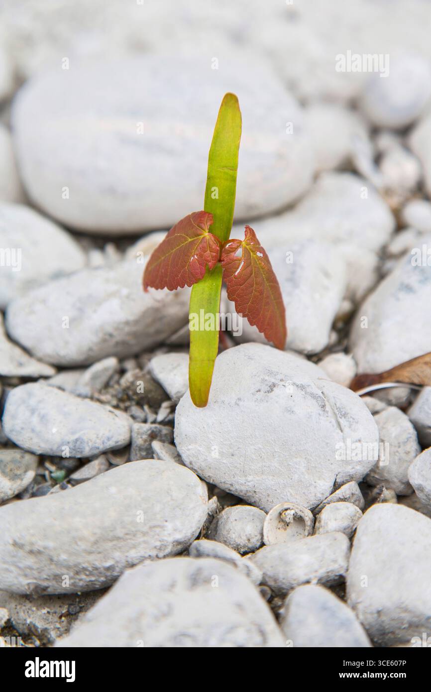 sycamore maple, great maple (Acer pseudoplatanus), seedling among gravel, Germany Stock Photo