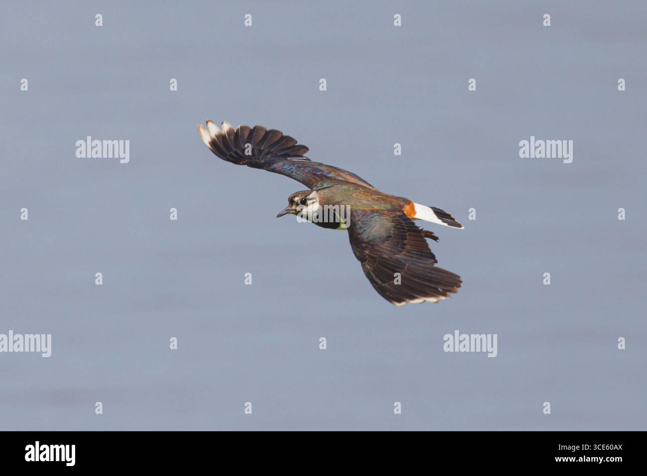 northern lapwing (Vanellus vanellus), in flight, Germany, Bavaria, Lake Chiemsee Stock Photo