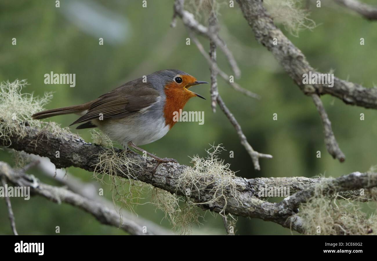 Teneriffe robin, Canary Islands robin (Erithacus rubecula superbus, Erithacus superbus), male singing from a lichen covered branch, Canary Islands, Te Stock Photo