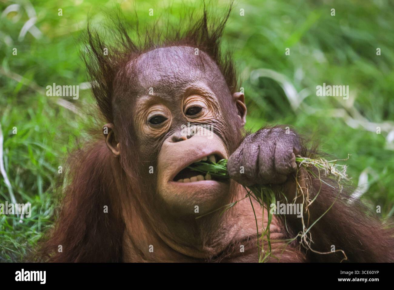 Funny orangutan hi-res stock photography and images - Alamy, image size:1300x957