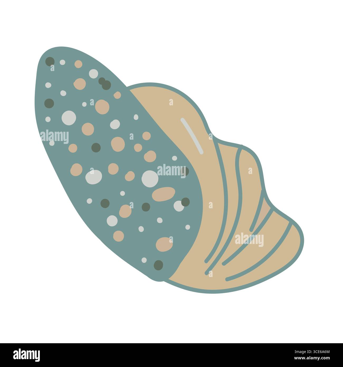 Vector illustration of a single colored sea shell on white background ...