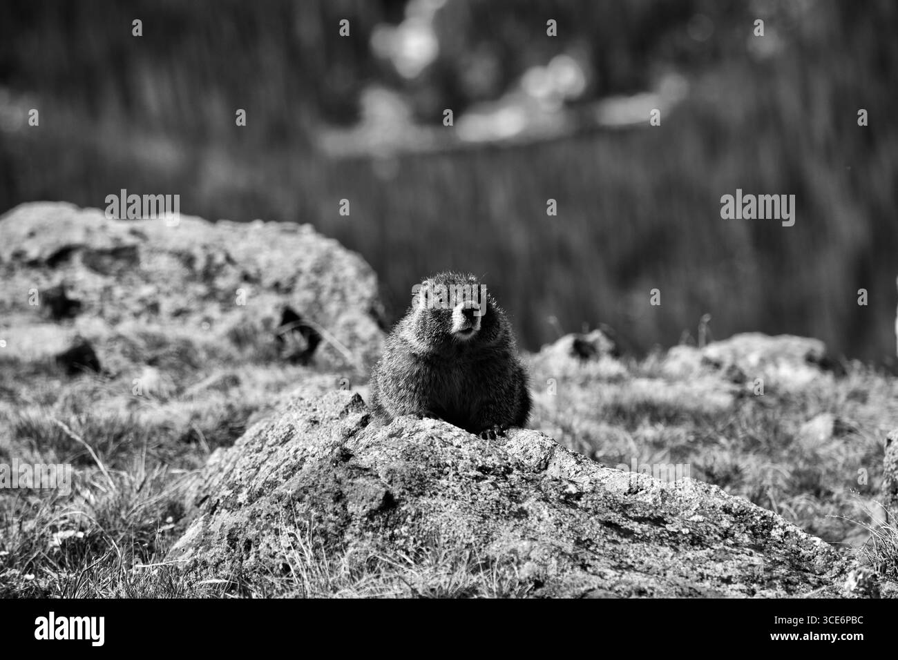 Yellow-Bellied Marmot on Trail Ridge Road, Rocky Mountain National Park, Colorado Stock Photo