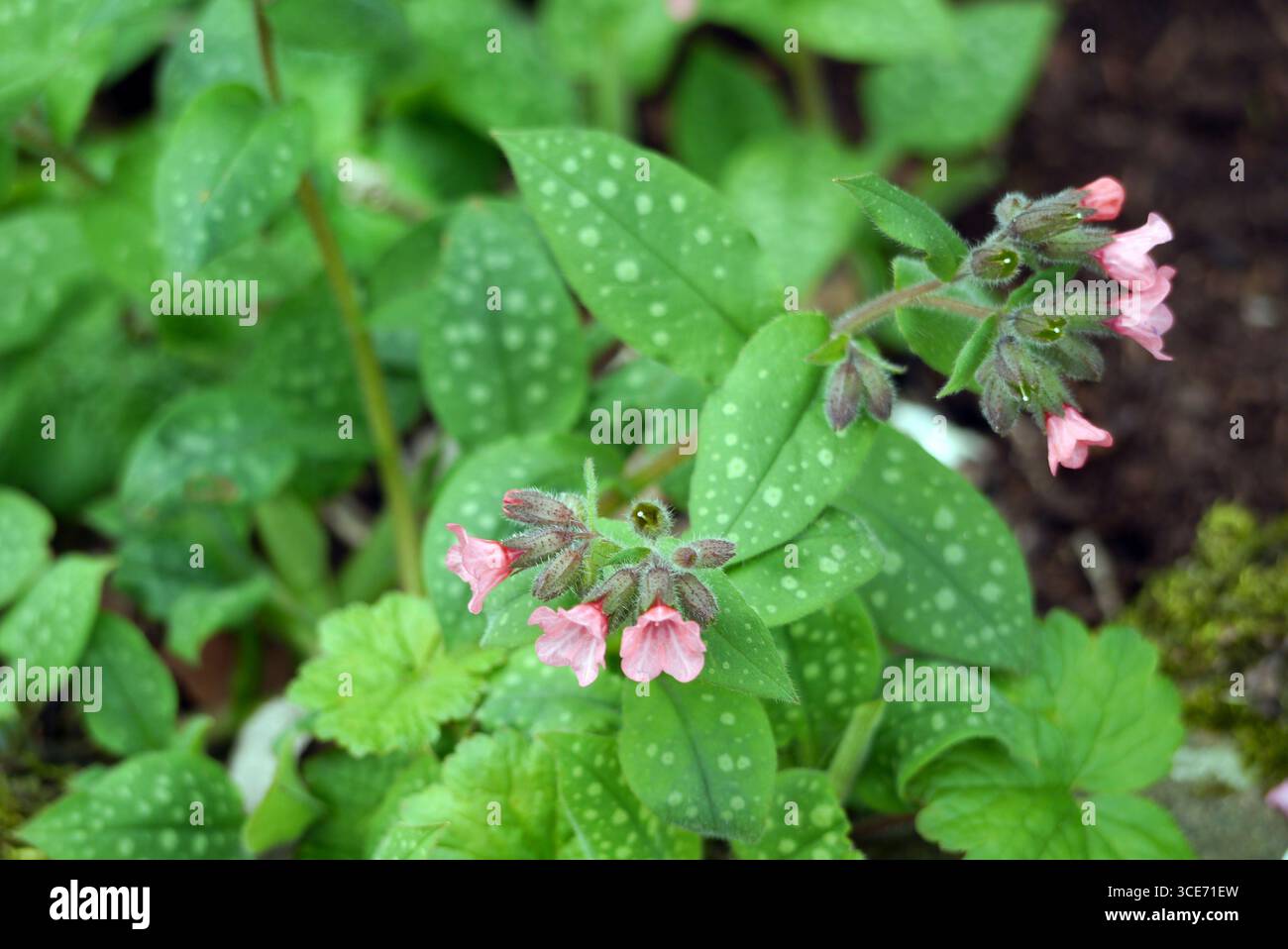Pulmonaria Officinalis (Common Lungwort) Flowers on Display in the Borders at RHS Garden Harlow Carr, Harrogate, England, UK. Stock Photo