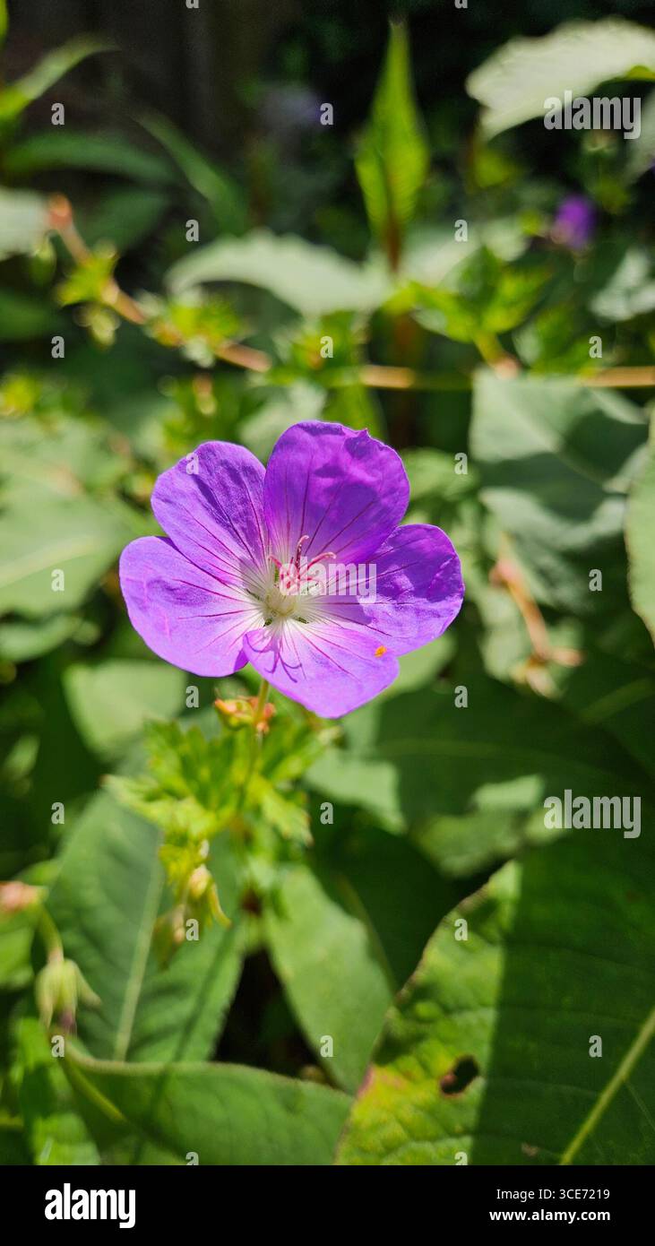Close-up of a vibrant purple flower in full bloom, surrounded by lush green foliage, capturing the intricate beauty of summer flora. - Smartphone Captured Stock Image