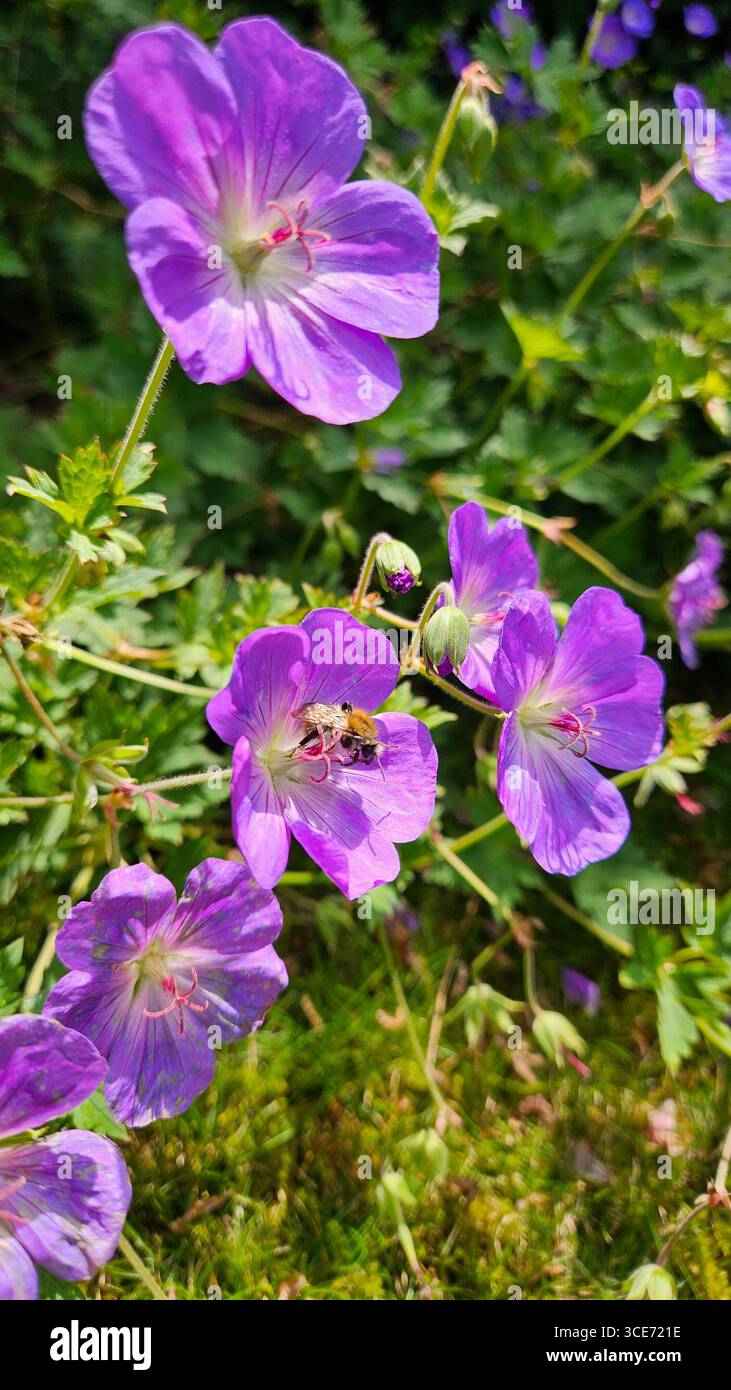 Close-up of a bee collecting nectar from vibrant purple flowers, surrounded by lush green foliage in a summer garden, capturing a moment. - Smartphone Captured Stock Image