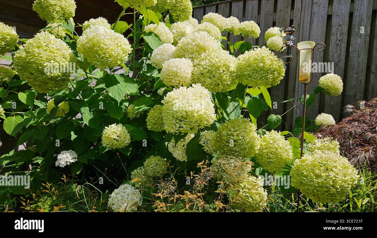 Blooming hydrangeas in soft white and green shades surround a whimsical frog garden ornament in a lush summer garden, with a rustic wooden fence. - Smartphone Captured Stock Image