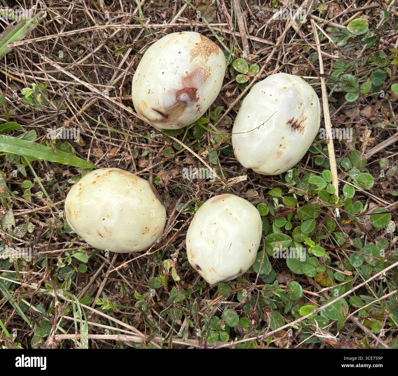 Large white fruits of Faradaya (Oxera) splendida, a vine native to the Wet Tropics, eaten by cassowaries - Smartphone Captured Stock Image