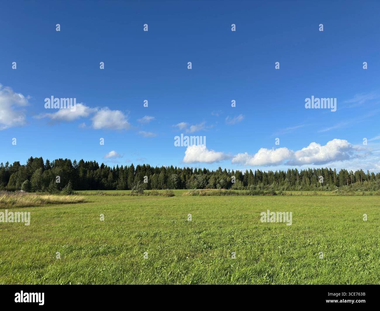 A vibrant scene of a green field, trees, and a bright blue sky. - Smartphone Captured Stock Image
