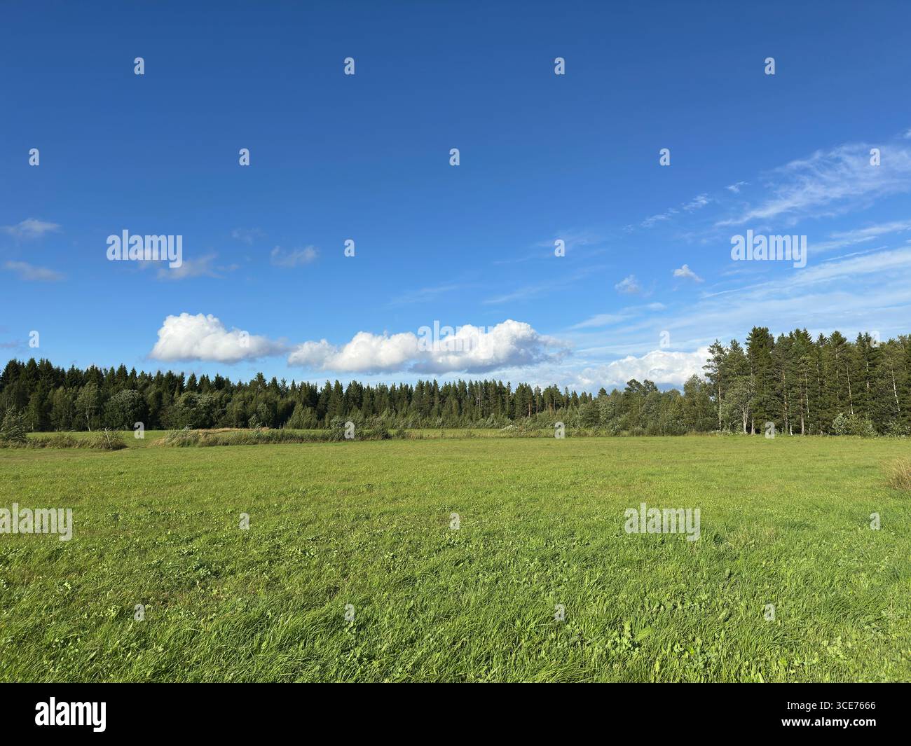 A vibrant scene of a green field, trees, and a bright blue sky. - Smartphone Captured Stock Image