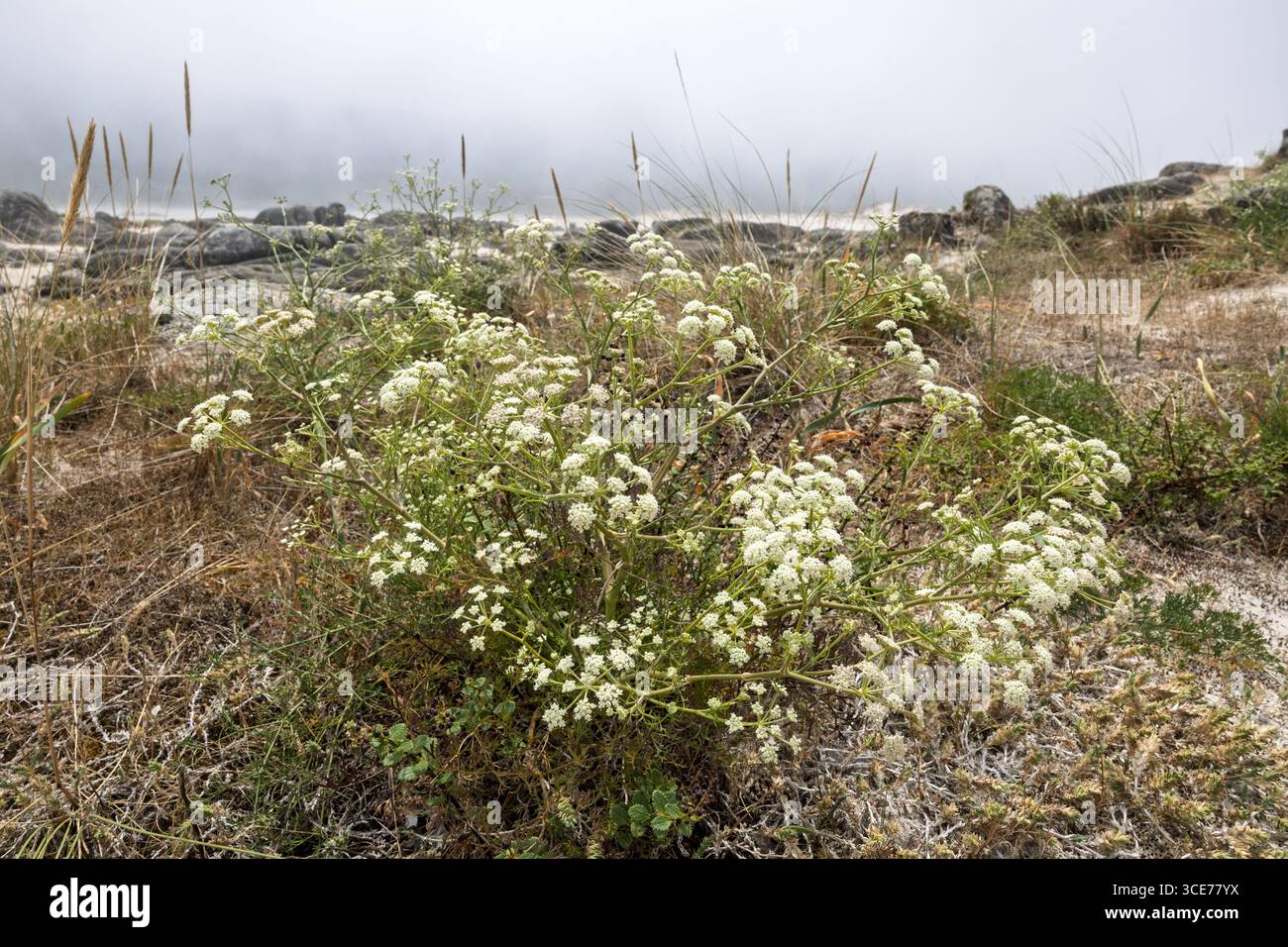 Mediterranean cicely, Seseli tortuosum, Praia Boca do Rio, A Coruna, La Coruna, Spain Stock Photo