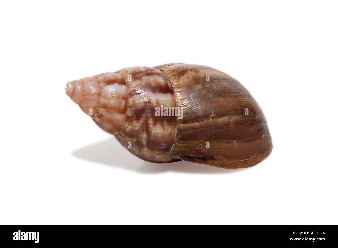 Hand snail on white Cut Out Stock Images & Pictures - Alamy