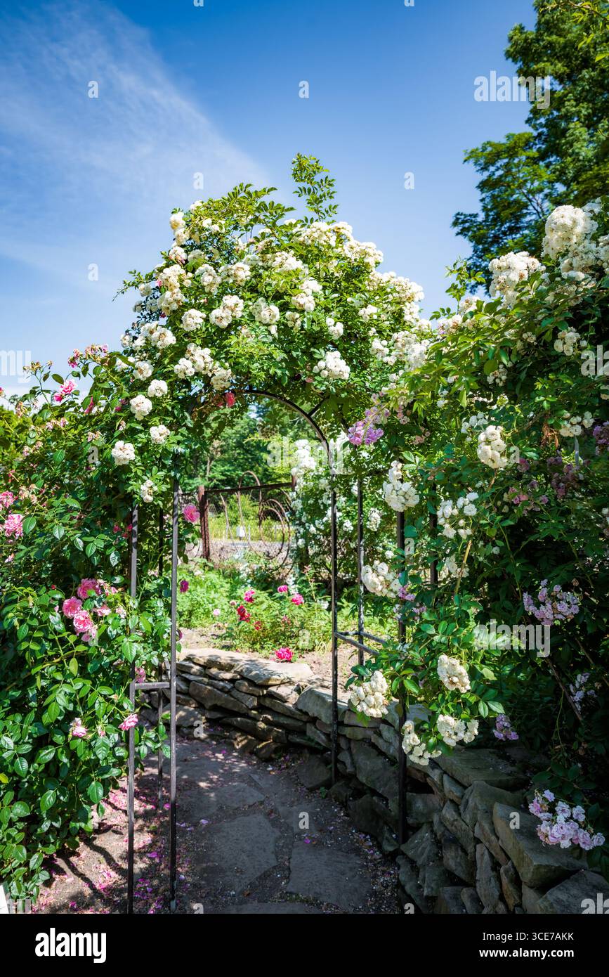White rambling climbing rose hi-res stock photography and images - Alamy