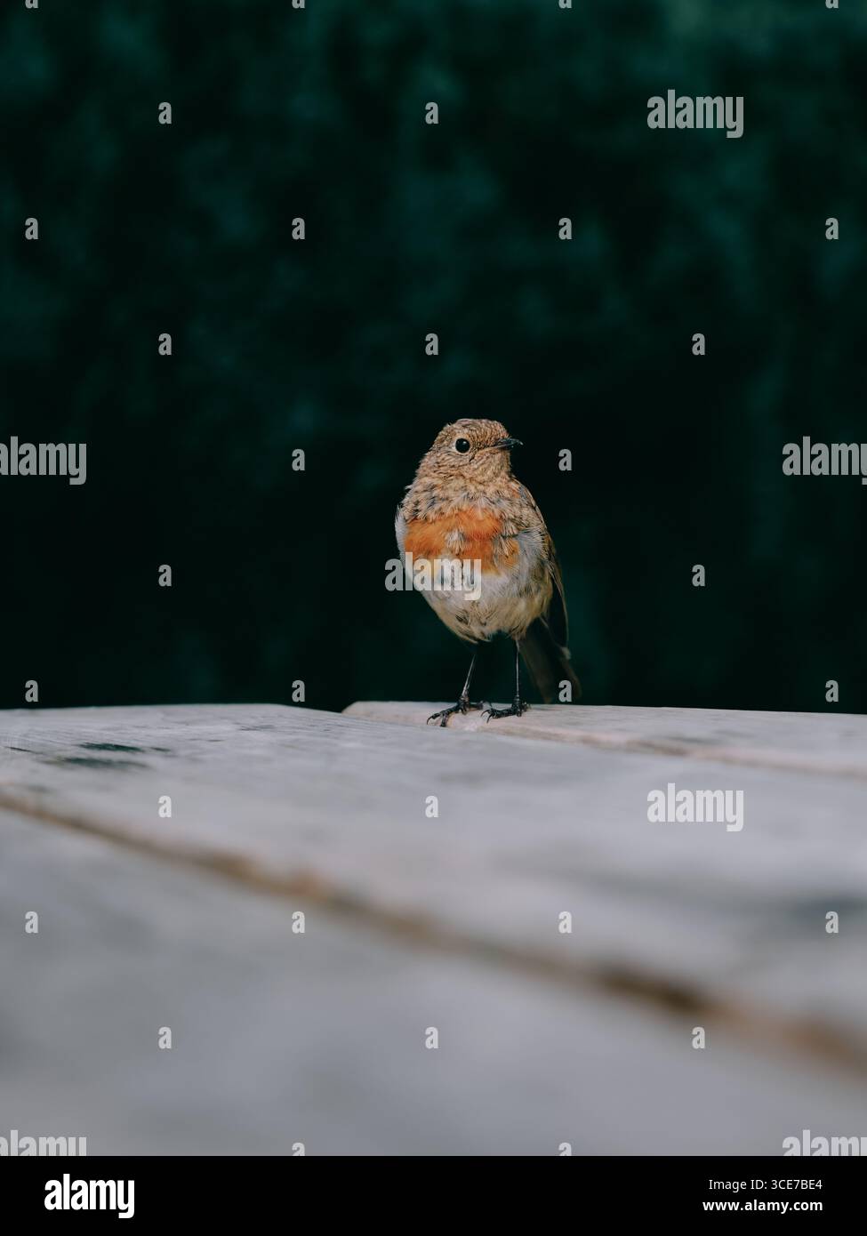 A young juvenile immature Robin just starting to get a red breast - feathers garden bird Stock Photo