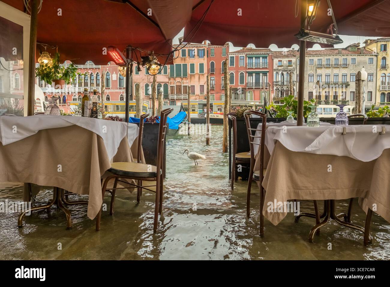 Acqua alta flooding near Rialto Bridge with heron in Venice, Italy Stock Photo
