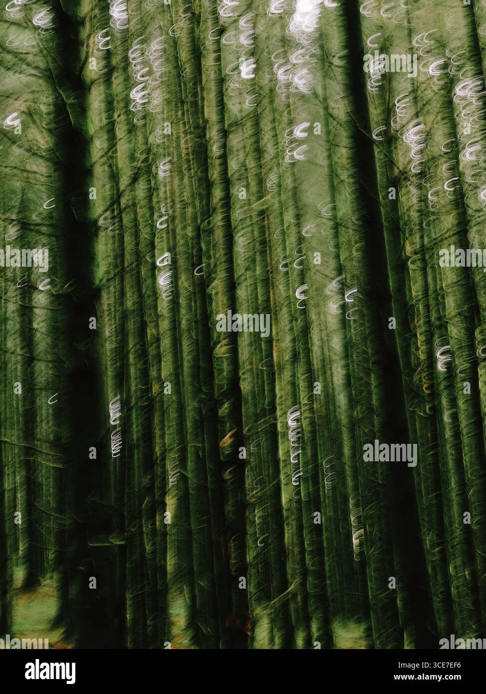 A movement blurred dark dense coniferous woodland nature background with vertical tree trunks Stock Photo