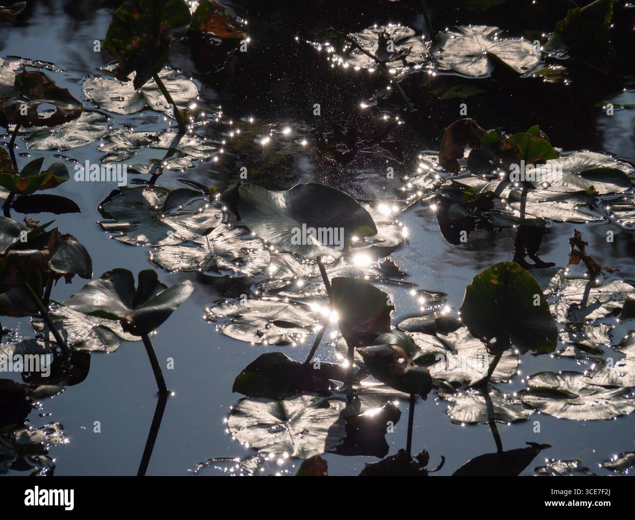 A profusion of lily pads under a bridge. A strangely beautiful image of ...