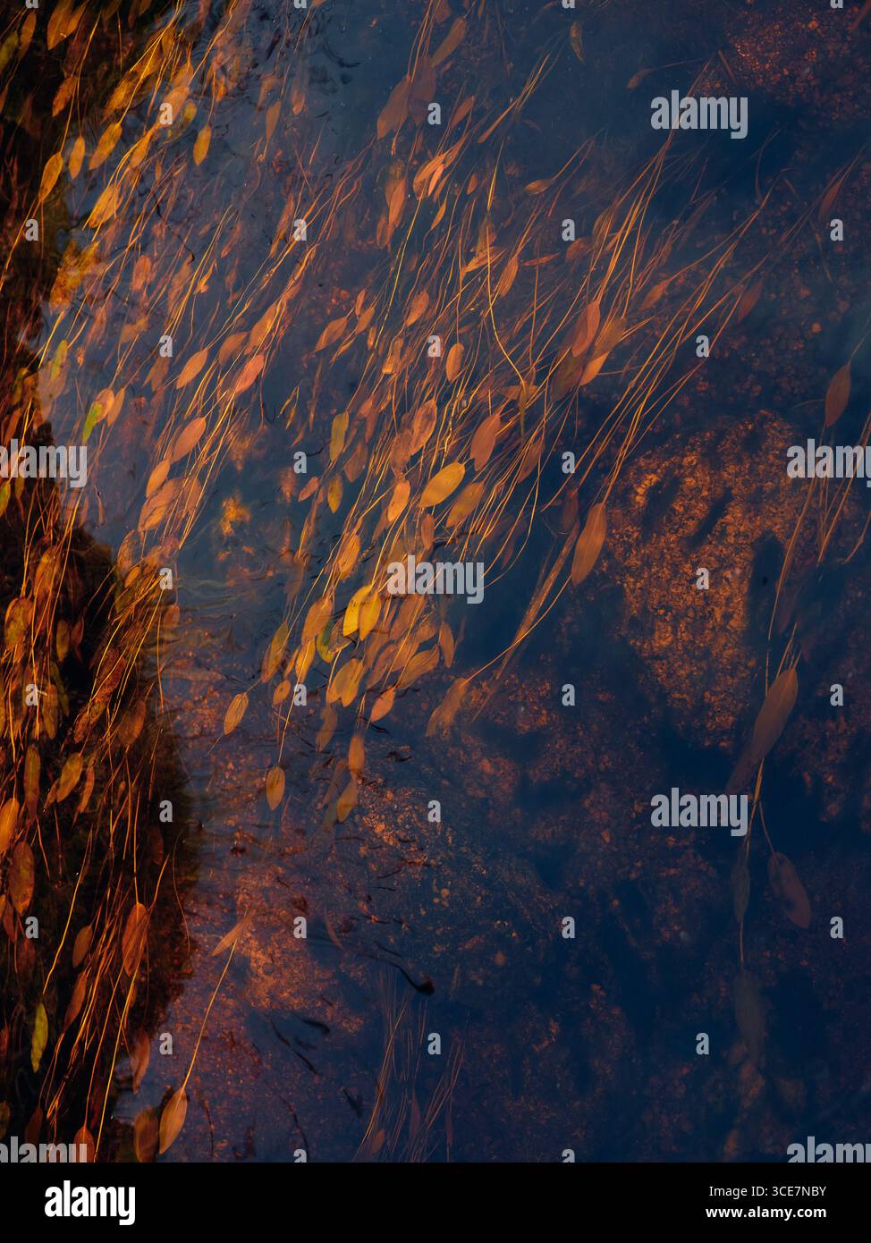 Golden coloured aquatic plants in a small flowing stream coloured with tanine nature background Stock Photo