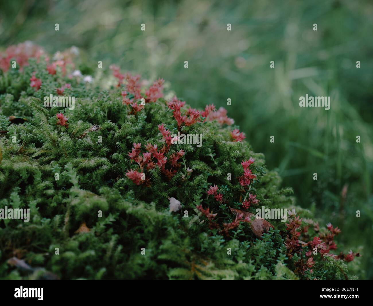 Rhytidiadelphus loreus, commonly known as Little Shaggy-moss close up Wistmans Wood Dartmoor Devon UK - bryophytes Stock Photo