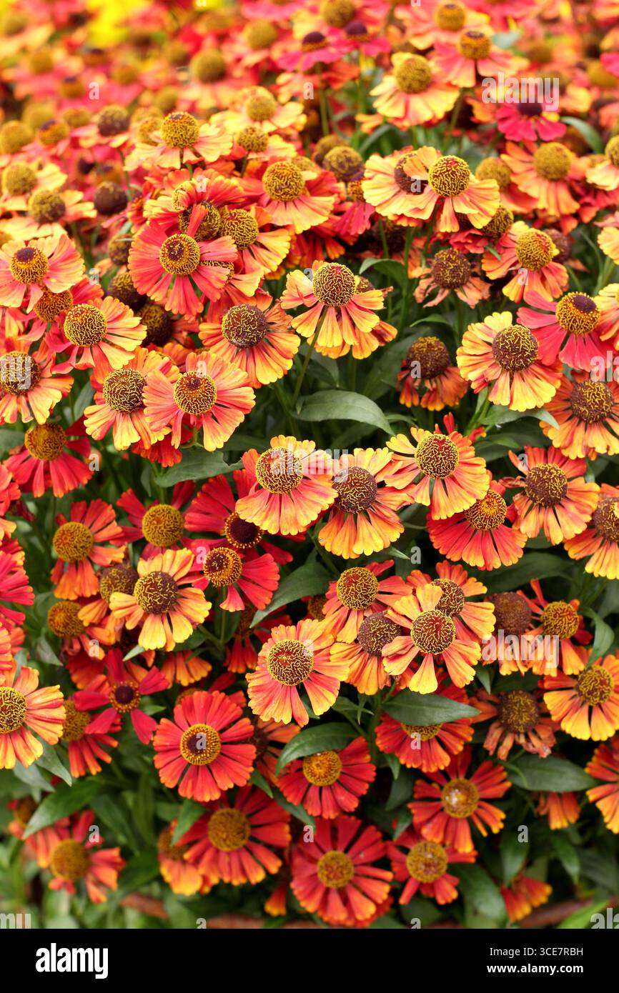 Helenium 'Red Jewel'. Close set golden red flowers of helenium 'Red ...