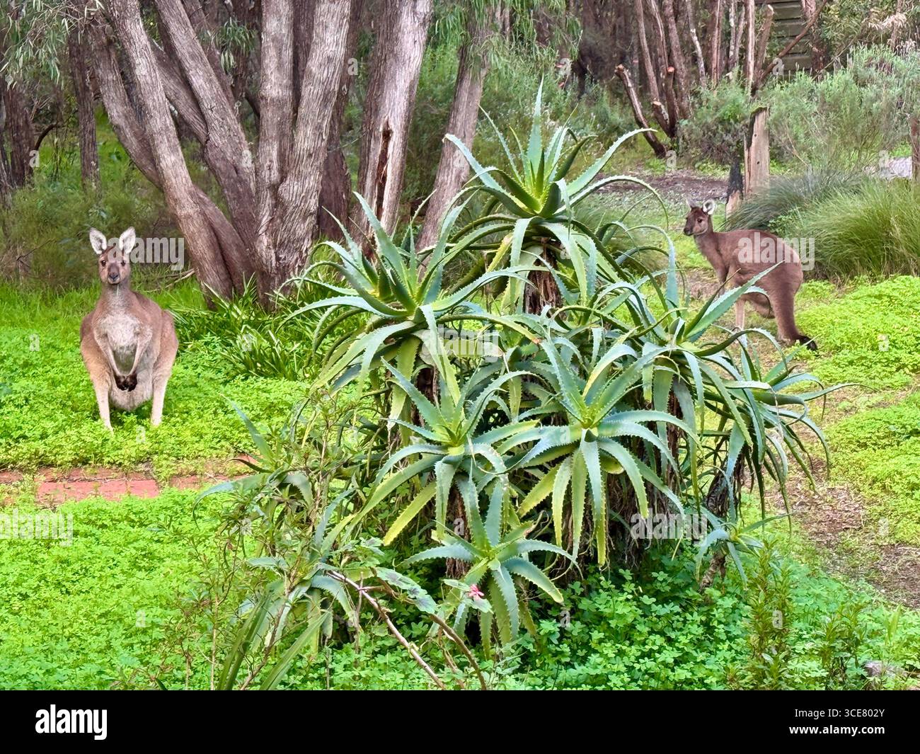 Two Kangaroos in a garden in Margaret River Western Australia - Smartphone Captured Stock Image