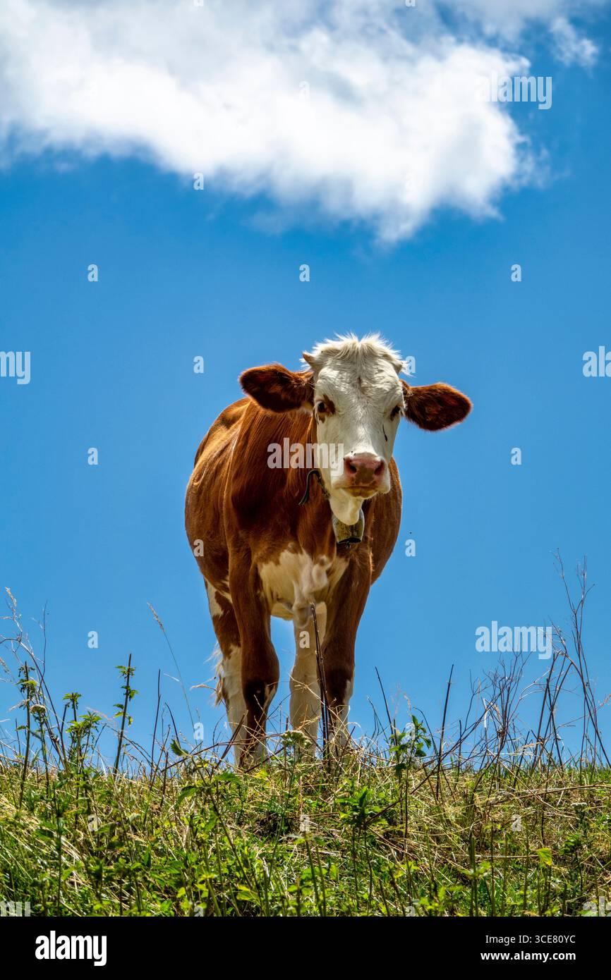Cow Look The life of a swiss cow hi-res stock photography and images - Alamy