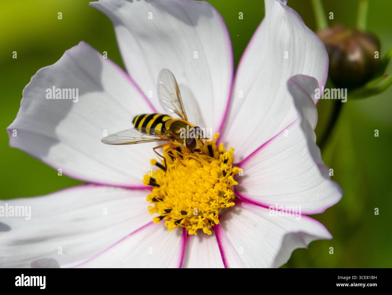 Syrphus ribesii hoverfly on Cosmos flower Stock Photo