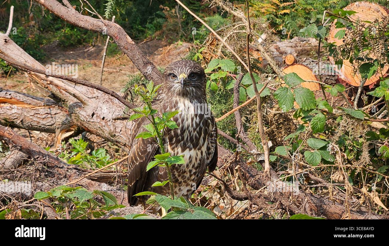 Common Buzzard in woodland - Smartphone Captured Stock Image
