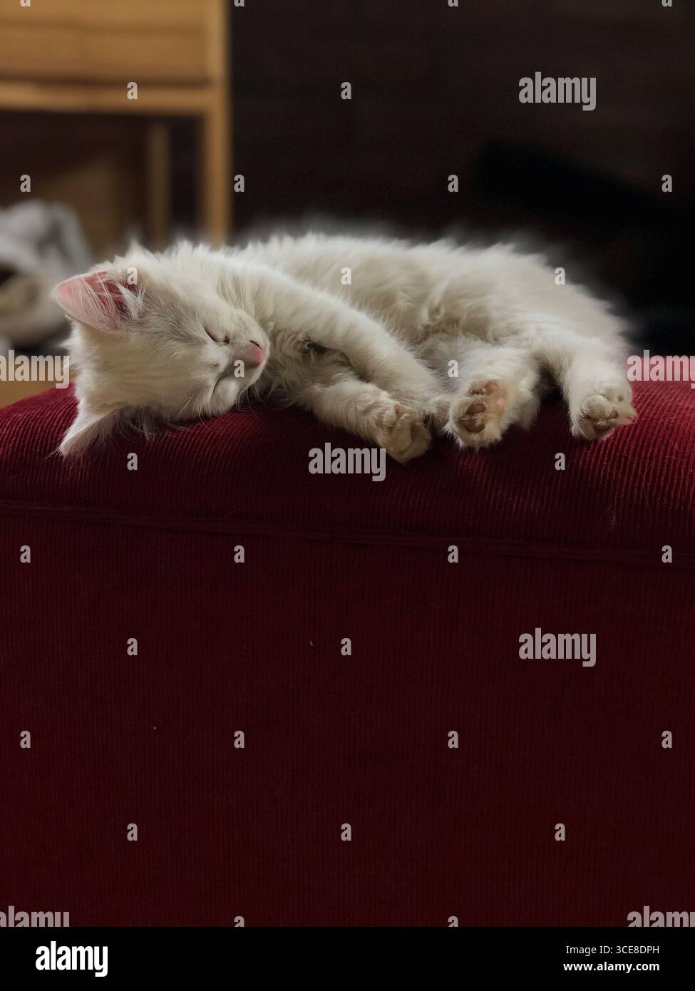 White kitten sleeping peacefully on a red cushion Stock Photo