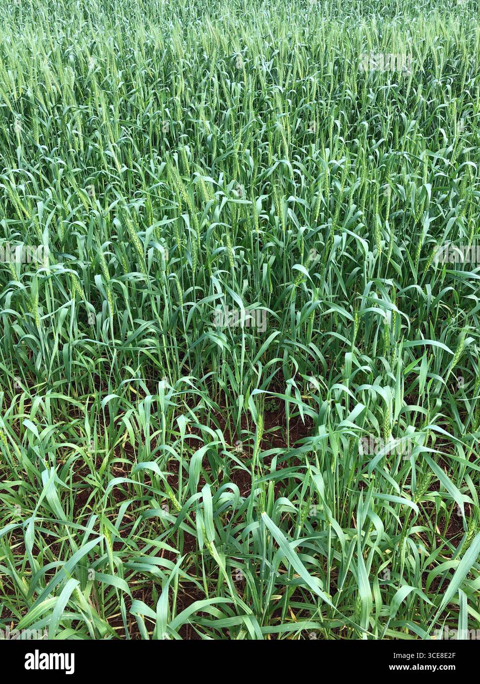 Corn field young plants hi-res stock photography and images - Alamy