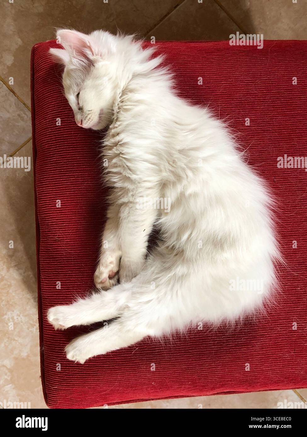 White kitten sleeping peacefully on a red cushion Stock Photo