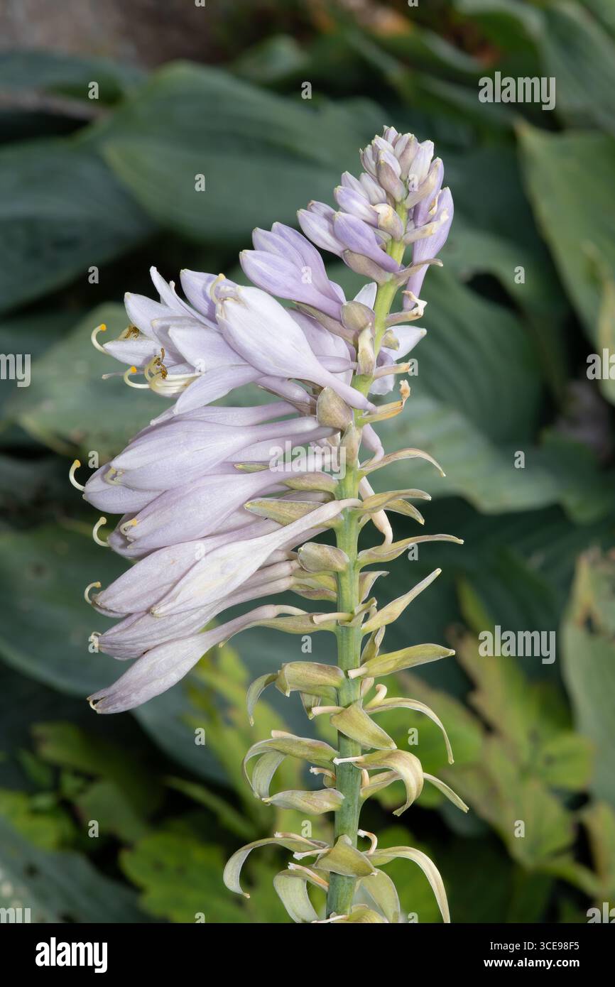 flowering plantain lily resp.Hosta plant,Rhineland,Germany Stock Photo