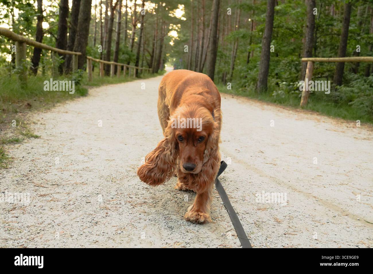English Cocker Spaniel on a leash in the forest. Selective focus Stock Photo