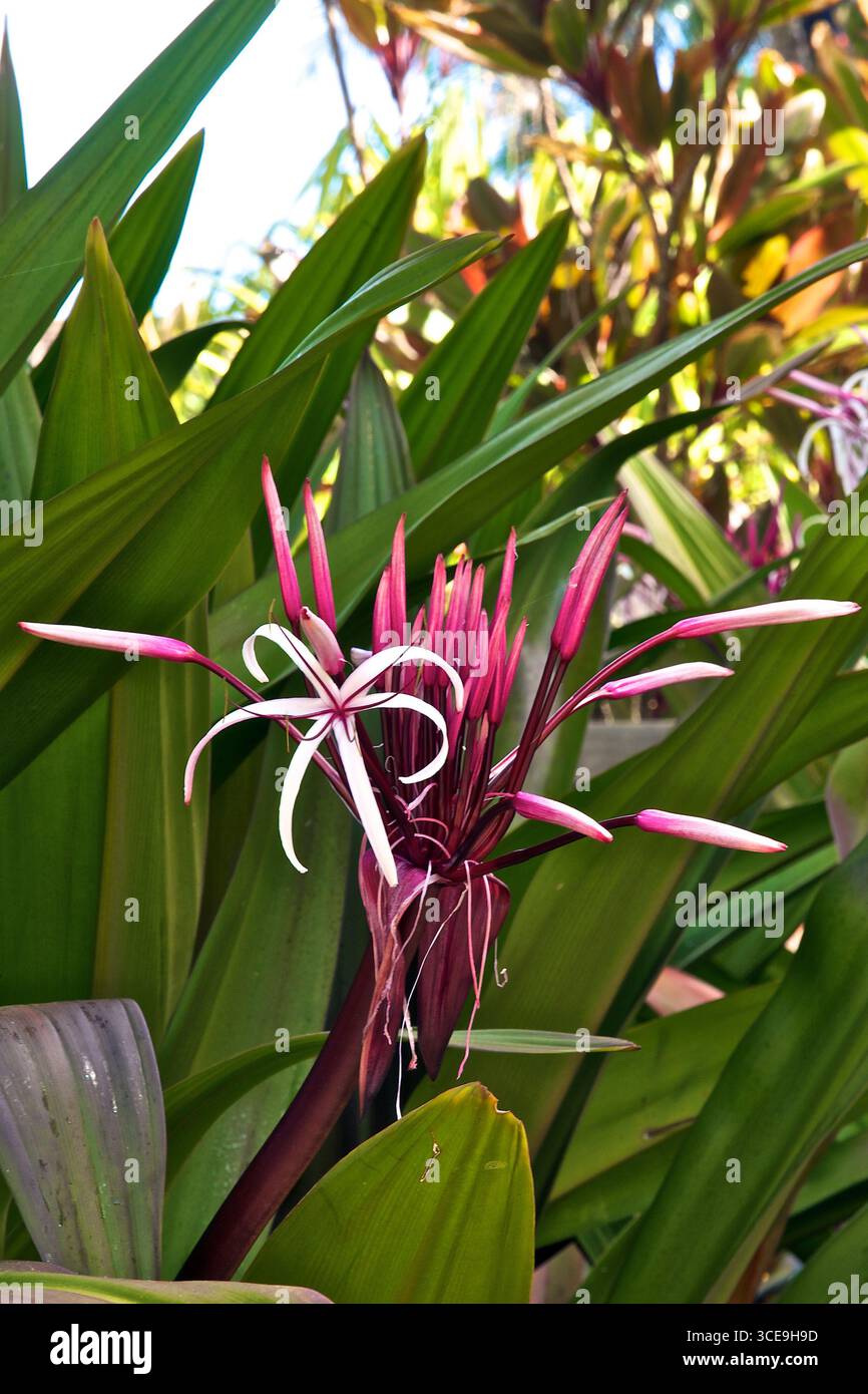 Beach spider lily hi-res stock photography and images - Alamy