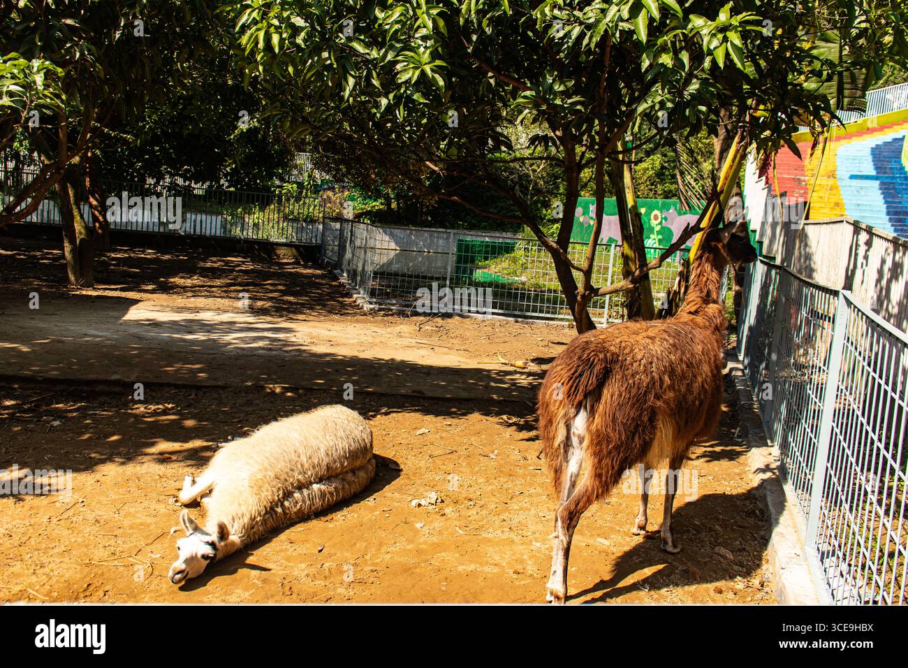 White Llama Lying Down in a Sunny Spot Stock Photo