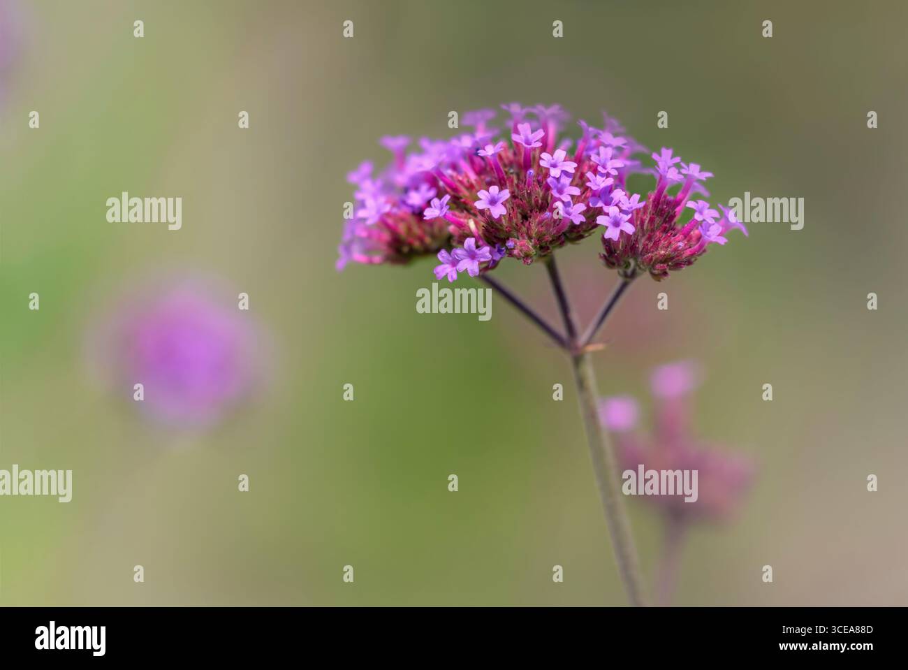 Verbena flowers in summer with shallow depth of field Stock Photo