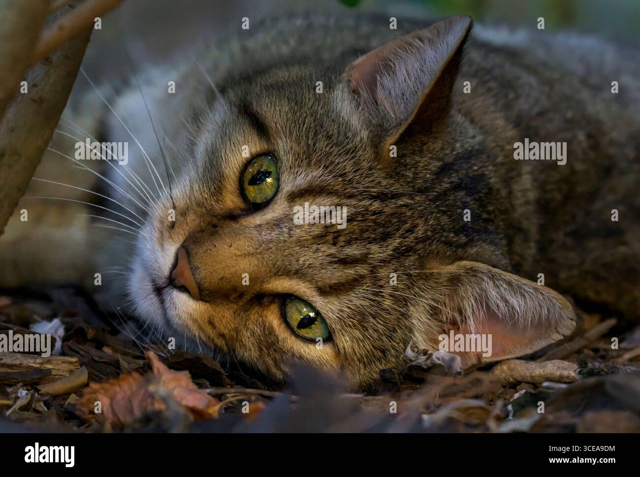 Bright eyed cat under bush in garden, UK Stock Photo
