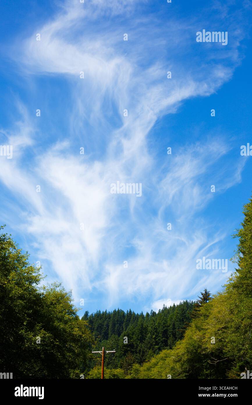 Wispy white cirrus clouds rising over a forested area near the Oregon Coast, USA. Stock Photo