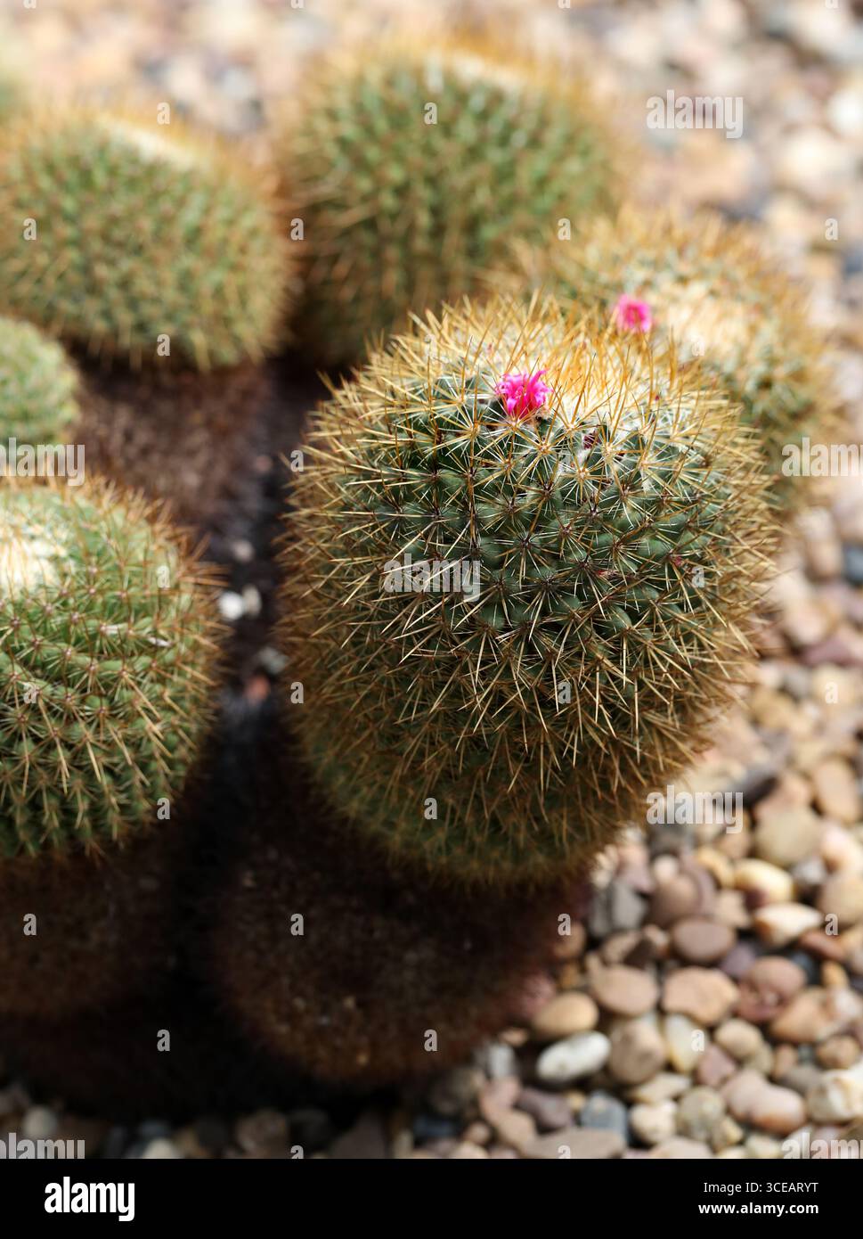 Mammillaria rhodantha hi-res stock photography and images - Alamy
