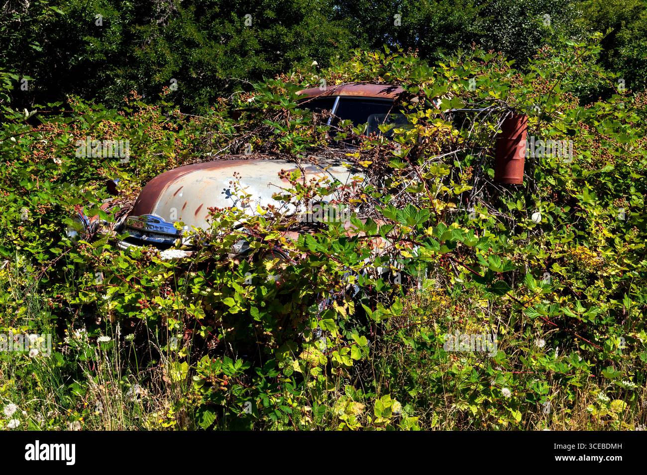 A 1950's era Chevrolet truck slowly succumbs to berry vines somewhere  along US Highway 12 in Idaho. Stock Photo