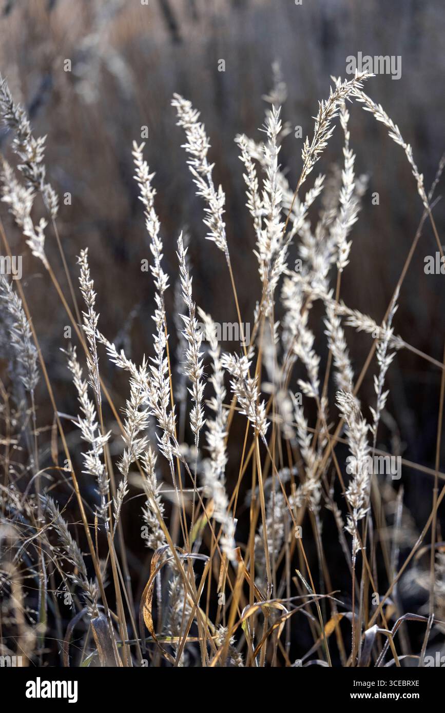 Backlit grasses in Namibia, Africa Stock Photo