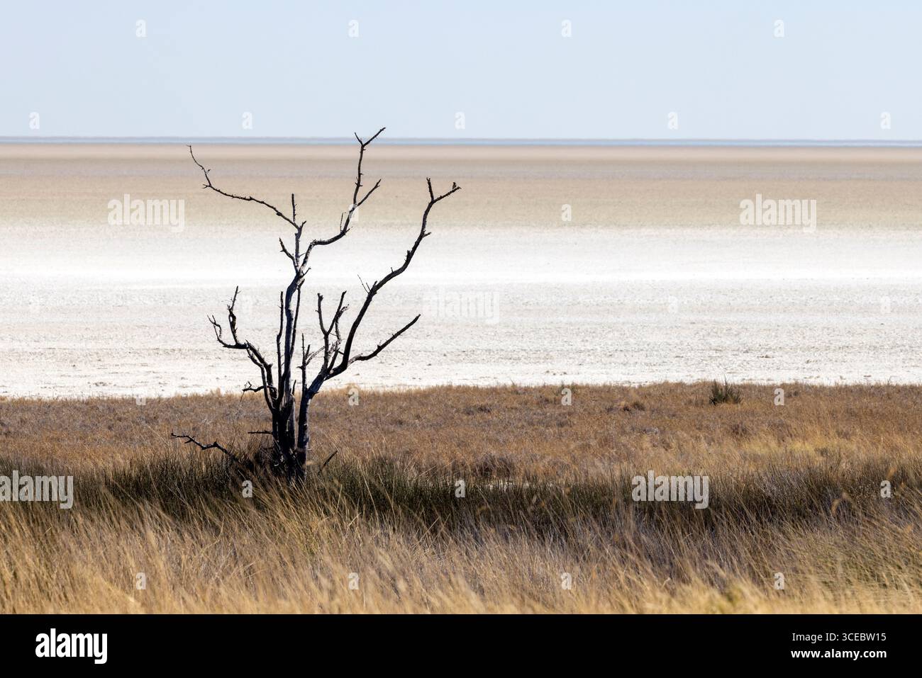Dead tree near Etosha Pan, Etosha National Park, Namibia, Africa Stock Photo