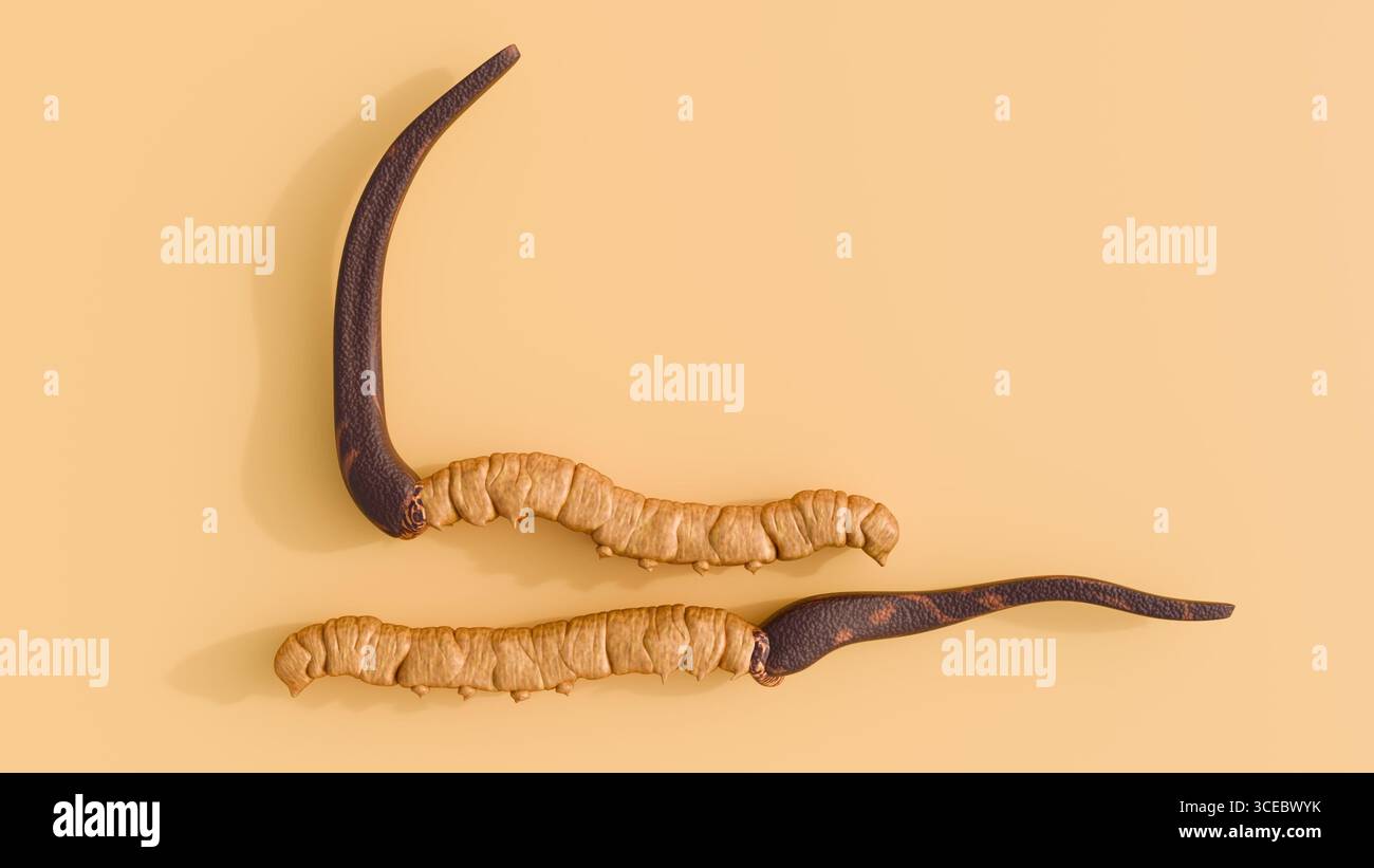 A 3d rendering of cordyceps. A type of parasitic fungus that grows on ...