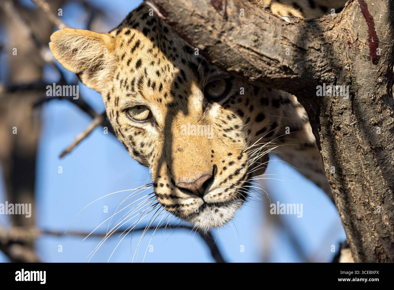 African leopard face hi-res stock photography and images - Alamy